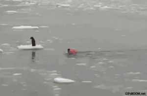 ice,dog,rescue,fisherman