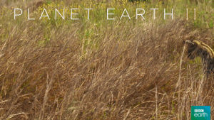 hunt,grasslands,serval,cat,jump,bbc,planet earth 2,pounce