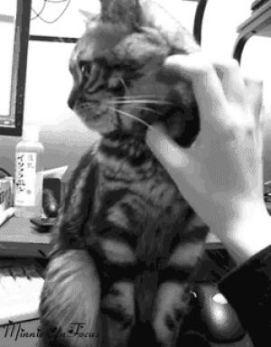 kitten,joke,stop,stop it,cat,scratch,leave me alone