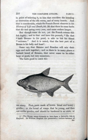 fish,black and white,vintage,illustration,drawing,tail,new orleans,wagging,loyola,rare books,archive