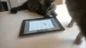 cat,tablet