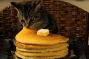 breakfast,pancakes,cat,kitten