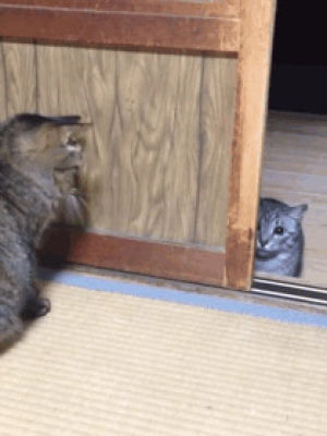 Savage Cat Fight