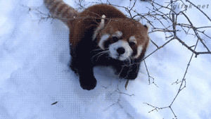 snow,red,playing,panda,raww