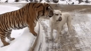 lick,love,dog,tiger,licking