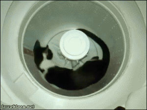 washing machine,cat,animals
