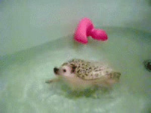 hedgehog,bath