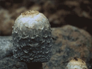 mushroom,secret life of plants