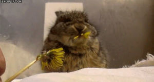 animals,cute,food,eating,rabbit,flowers,chewing,bunday