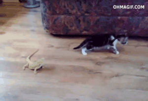 iguana,cat,funny,animals,kitten,scared,jump,run,lizards,terrified