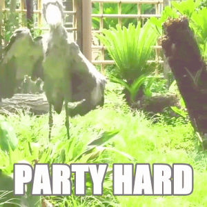 shoebill,party