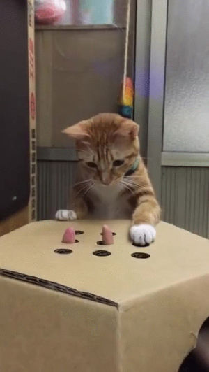 ugoku,cat,playing