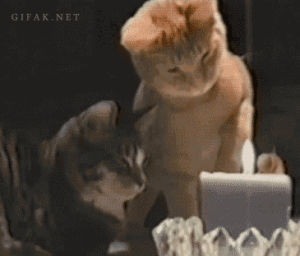 cat,cake