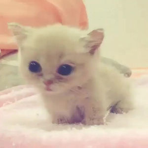 hello,kitten,little