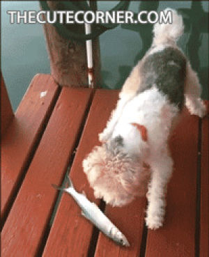 Fish funny dogs GIF on GIFER - by Darkfist