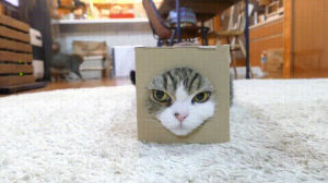 small,cat,box