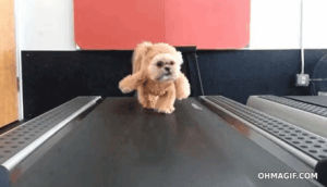 teddy,dog,running,confused,costume,mixed,treadmill,teddy bear