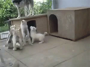 huskies,mom,family,puppy