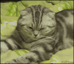 GIF animals cat angry - animated GIF on GIFER - by Sadora