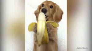daschund,way,banana,cutest