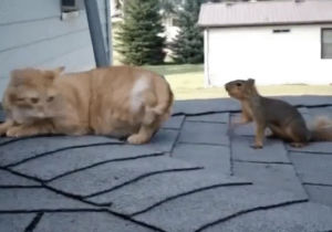 patient,cat,squirrel,brave