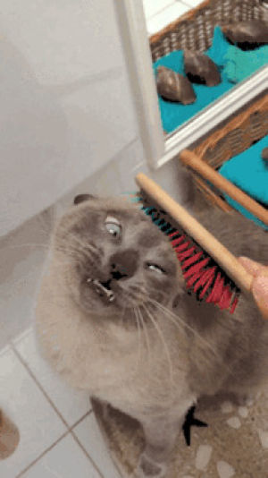 comb,brushing,cat,aww,massage,brush,combing
