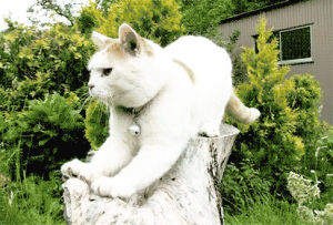cat,cute cat,white cat,cat manicure,white cat scratching claws on tree log,cute white cat