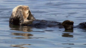 animals,ocean,otters,conservation,sea otters,blase otters