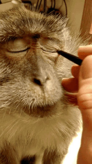 monkey,animals,makeup