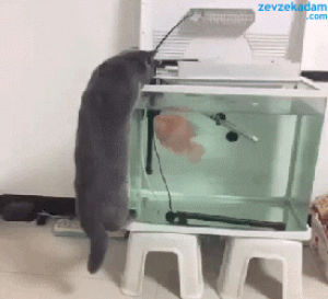 cat,vs,goldfish