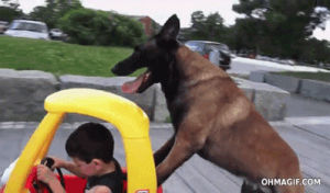 push,win,dog,guide,car,kid,like a boss,mixed,smart,toddler,guard