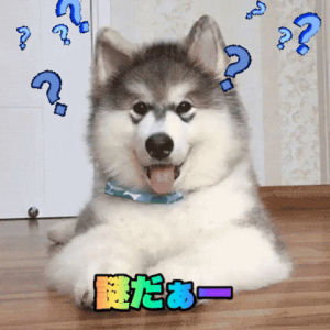 question mark,japan,dog,confused