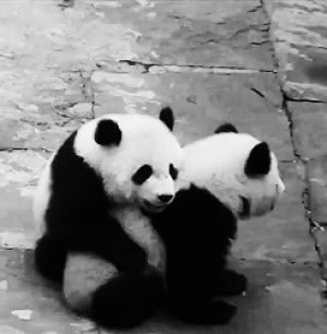 let me love you,panda,animals,pandas,panda bear,animal,bear