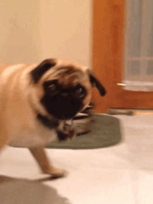sassy,funny,attitude,the look,pug,just for laughs,funny images,facebook