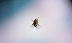 fly,david cronenberg,jeff goldblum,the fly,geena davis