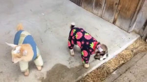 goat,pajamas,goats in pajamas
