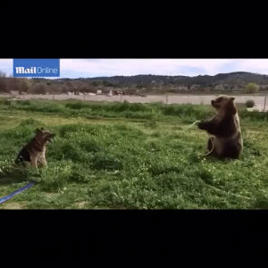 animals being jerks,dog,bear