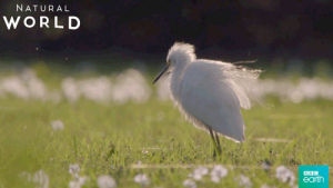 egret,dance,bird,wiggle,bbc earth,natural world