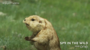 cute,animals,animal,bbc,bbc one,bbc1,sniffing,spy in the wild