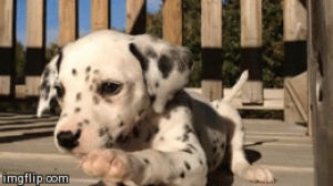 puppy,dalmatian,puppyplayful