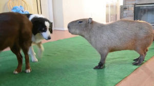dog,capybara