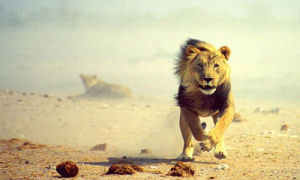 trippy,animal,running,colorful,flashing,lion,wild