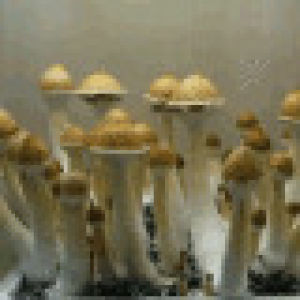 trippy,shrooms,shroomery,mushroom,cultivation,bulk,site,achal