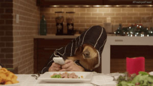 dog human,dog,animals,eating,dinner,texting,dining,family dinner