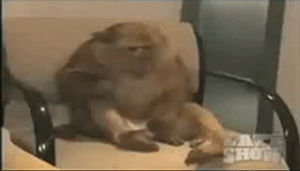 sneezing,sorry,size,monkey,sherman