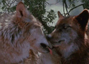 wolf,wolves,licks,brown wolf,kiss,tongue,lick