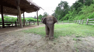 elephant,baby,butt