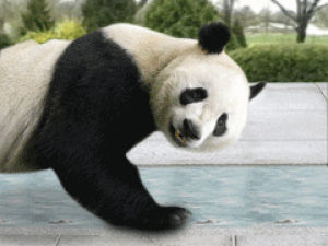 exercise,panda,stupid,animals,big panda