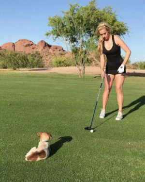 golf,puppy,get