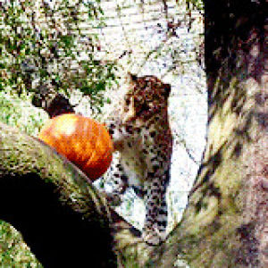 halloween animals,cat,animals,playing,tiger,tree,lion,pumpkin,push,leopard,animal halloween
